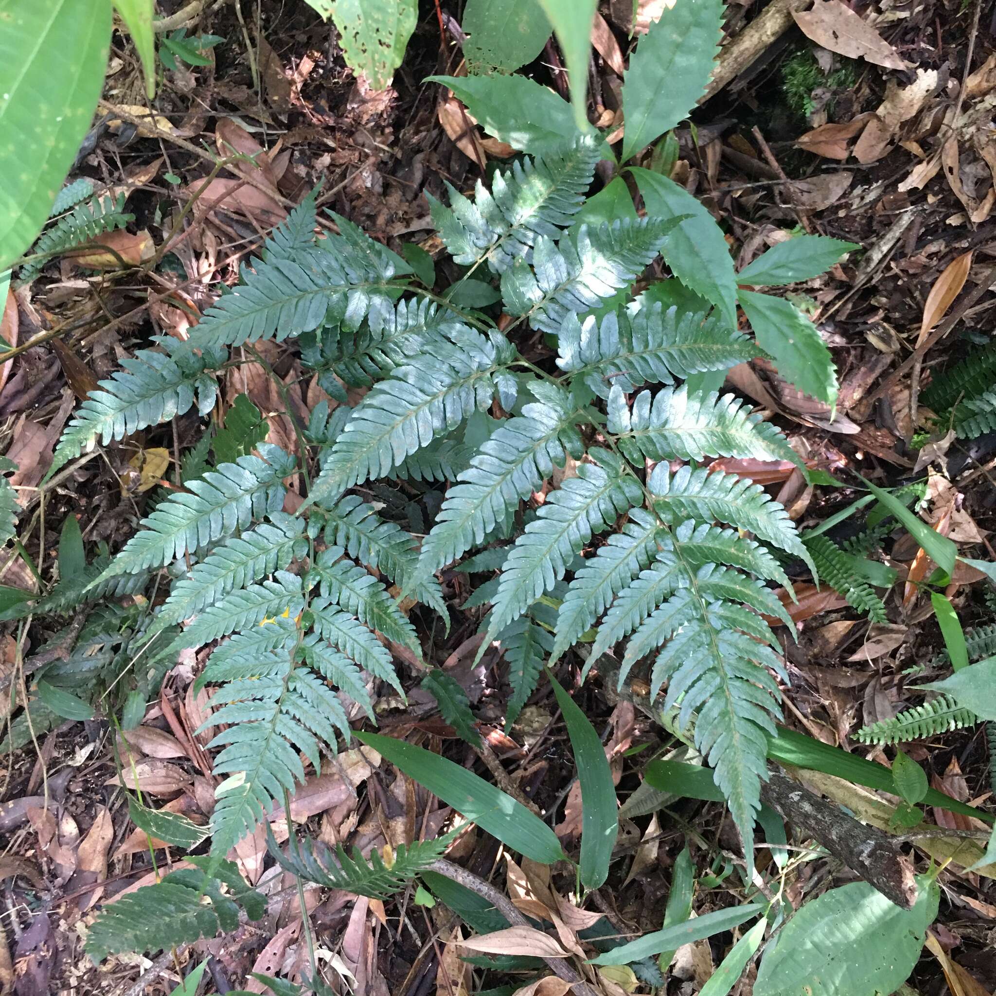 Image of Dryopteris polita Rosenst.