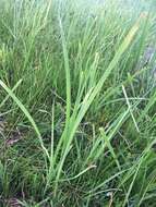 Sivun Carex pamirensis subsp. dichroa Malyschev kuva