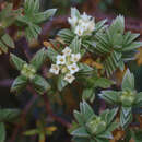 صورة Pimelea mimosa C. J. Burrows