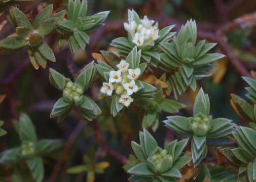 Image of Pimelea mimosa C. J. Burrows