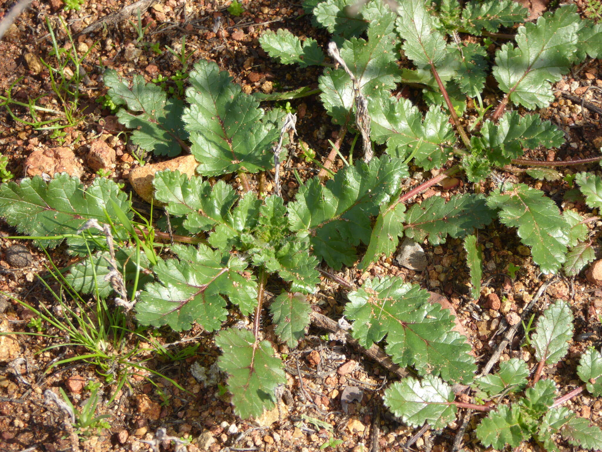 Image of longbeak stork's bill