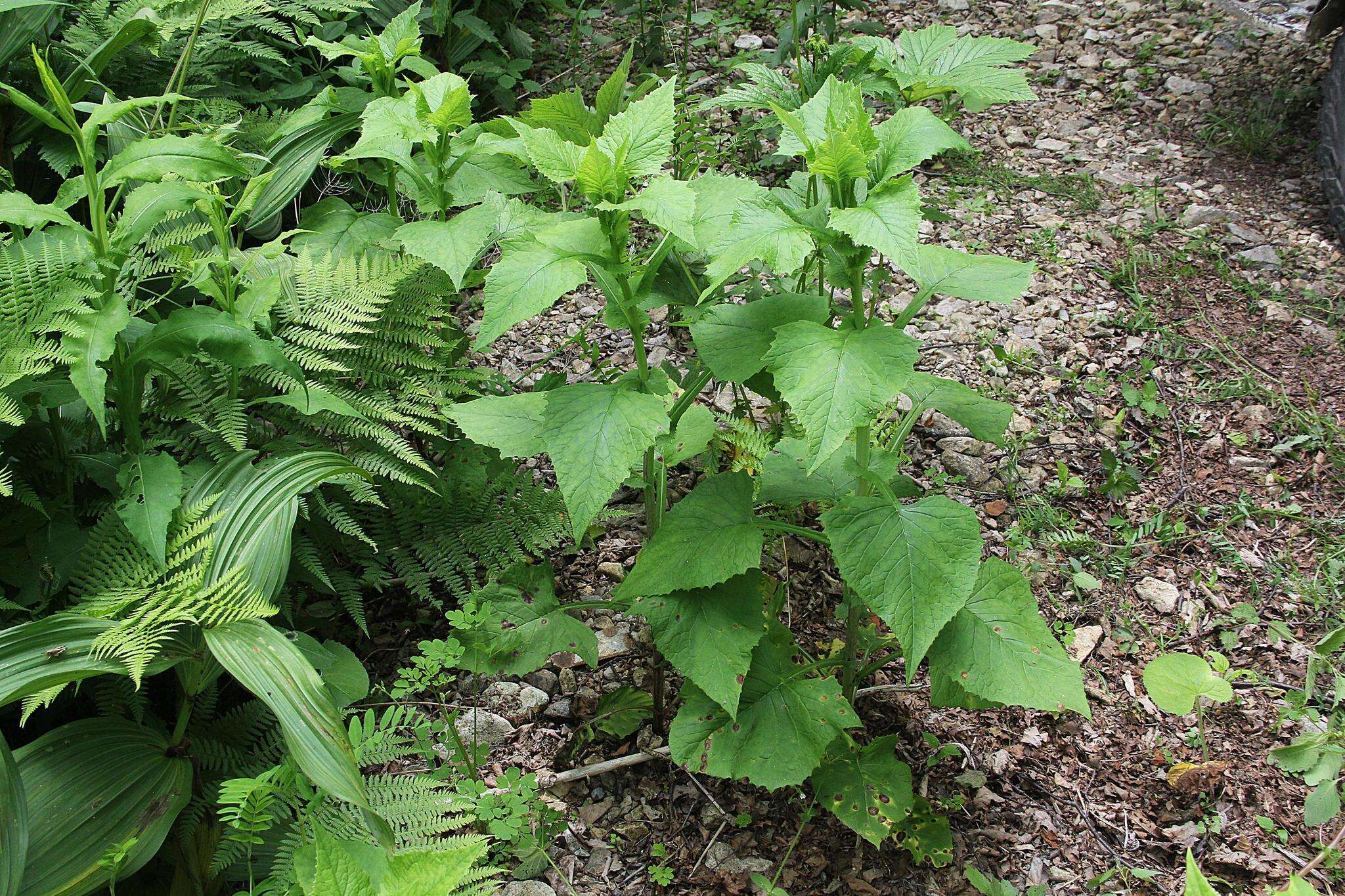 Image of Lactuca triangulata Maxim.