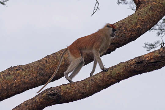 Image of Patas Monkey