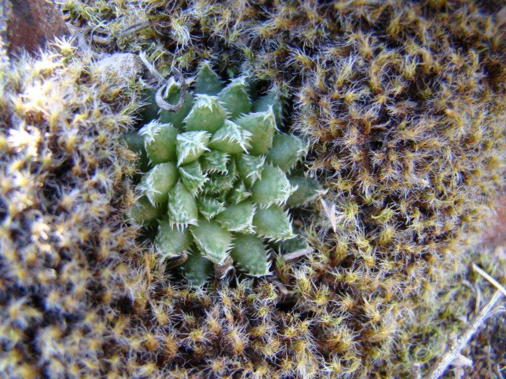 Image of Haworthia herbacea var. herbacea