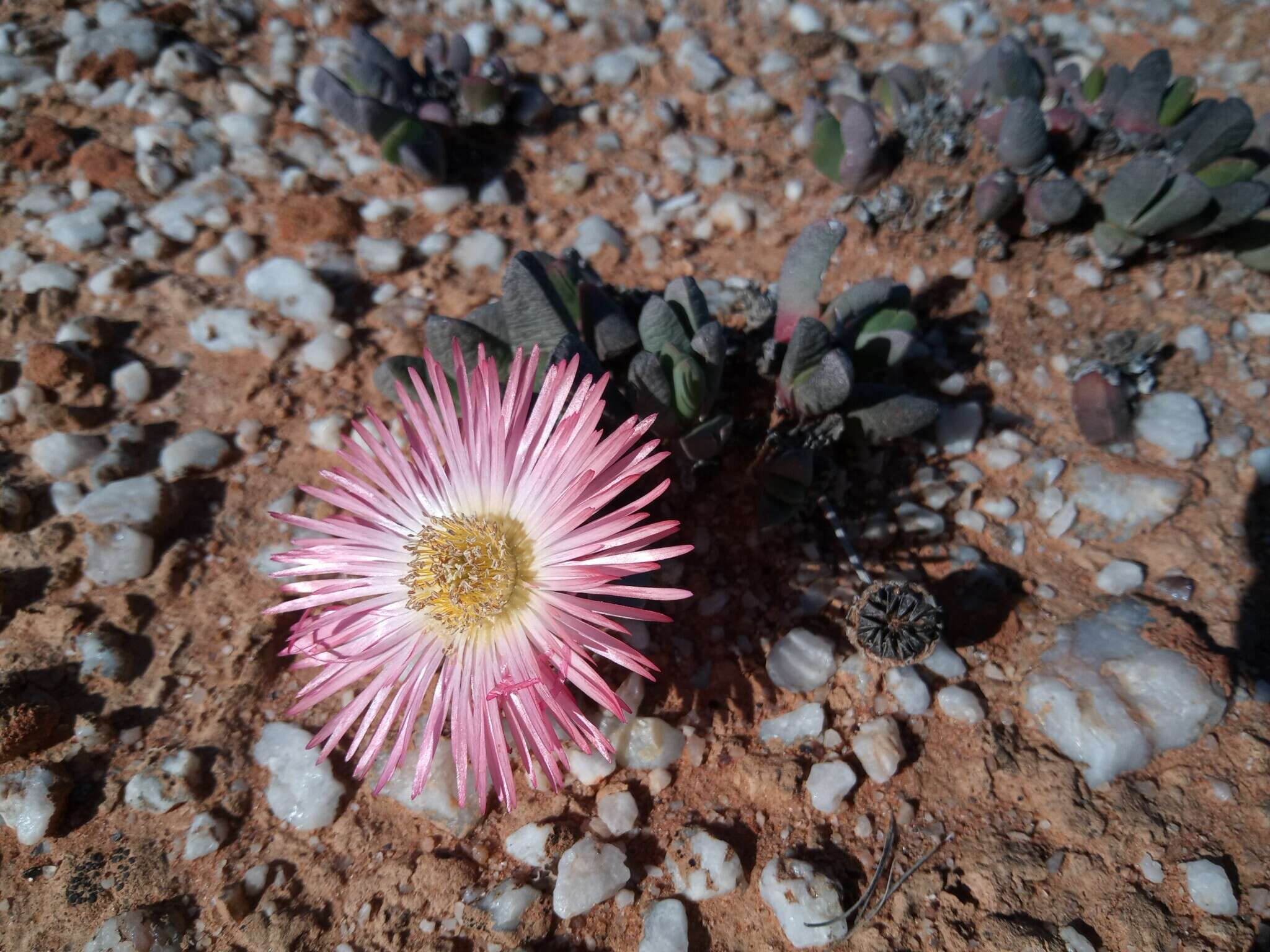 صورة Cephalophyllum spissum H. E. K. Hartm.