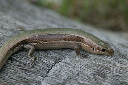 Image of Plestiodon anthracinus pluvialis (Cope 1880)