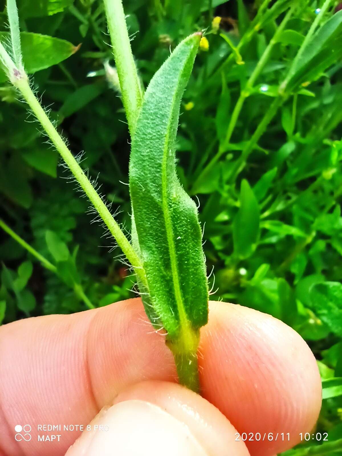 Silene bellidifolia Jacq.的圖片