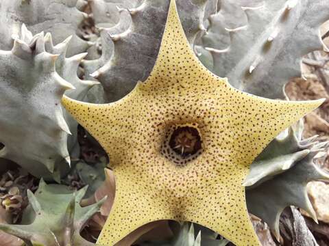 Imagem de Ceropegia thuretii (F. Cels) Bruyns