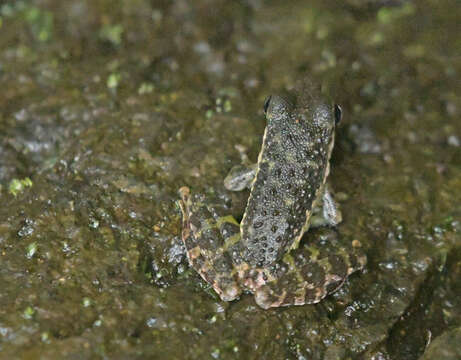 Image of Mindanao Splash Frog