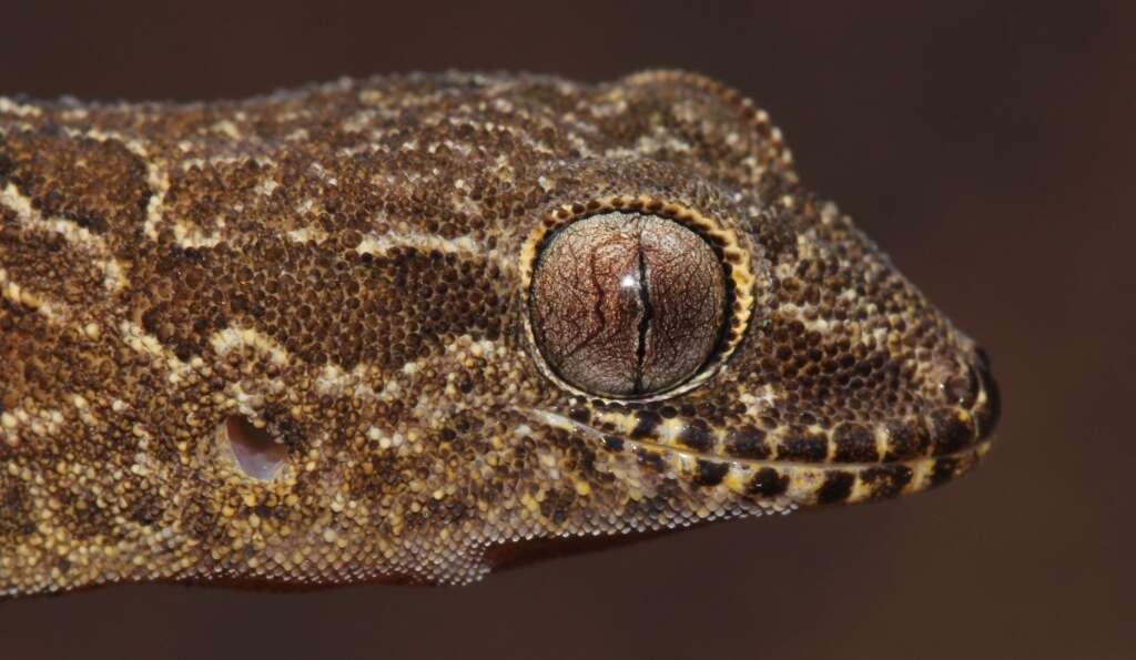 Image of Inland Thick-toed Gecko