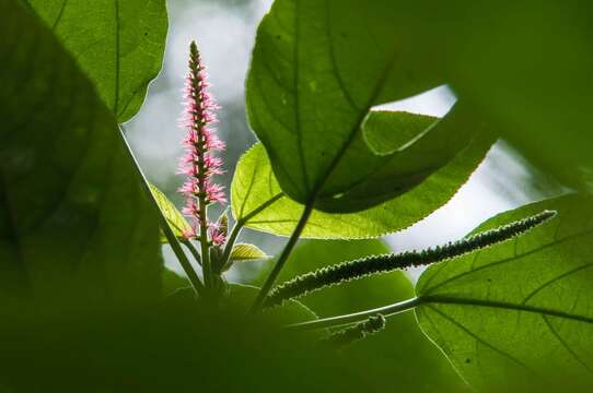 Imagem de Acalypha macrostachya Jacq.