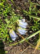 Image of Alpine Bellflower