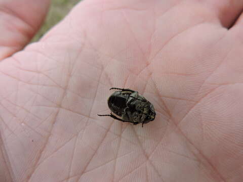 Image of Dark Flower Scarab