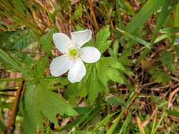 Image of Canadian anemone