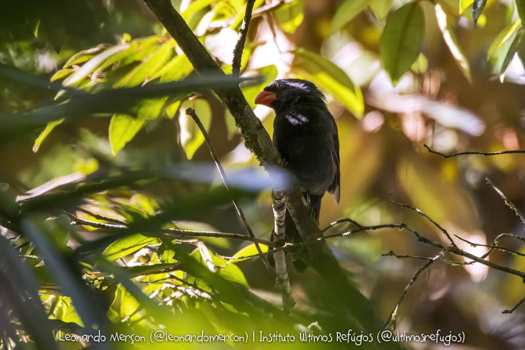 Image of Black-throated Grosbeak