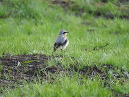 Image of Oenanthe oenanthe oenanthe (Linnaeus 1758)