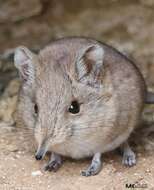 Image of North african elephant shrew