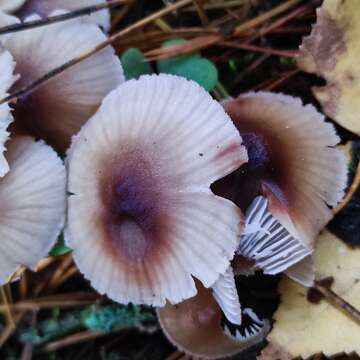 Image of Mycena zephirus (Fr.) P. Kumm. 1871