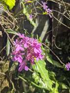 Image of Epidendrum centropetalum Rchb. fil.