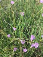 Image of saltmarsh false foxglove