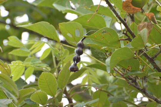 Image of Erythrina berteroana Urb.