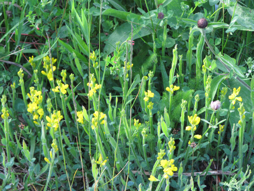 Слика од Genista sagittalis L.