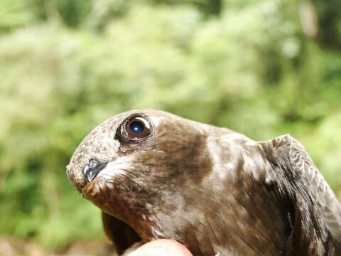 Image of White-chinned Swift