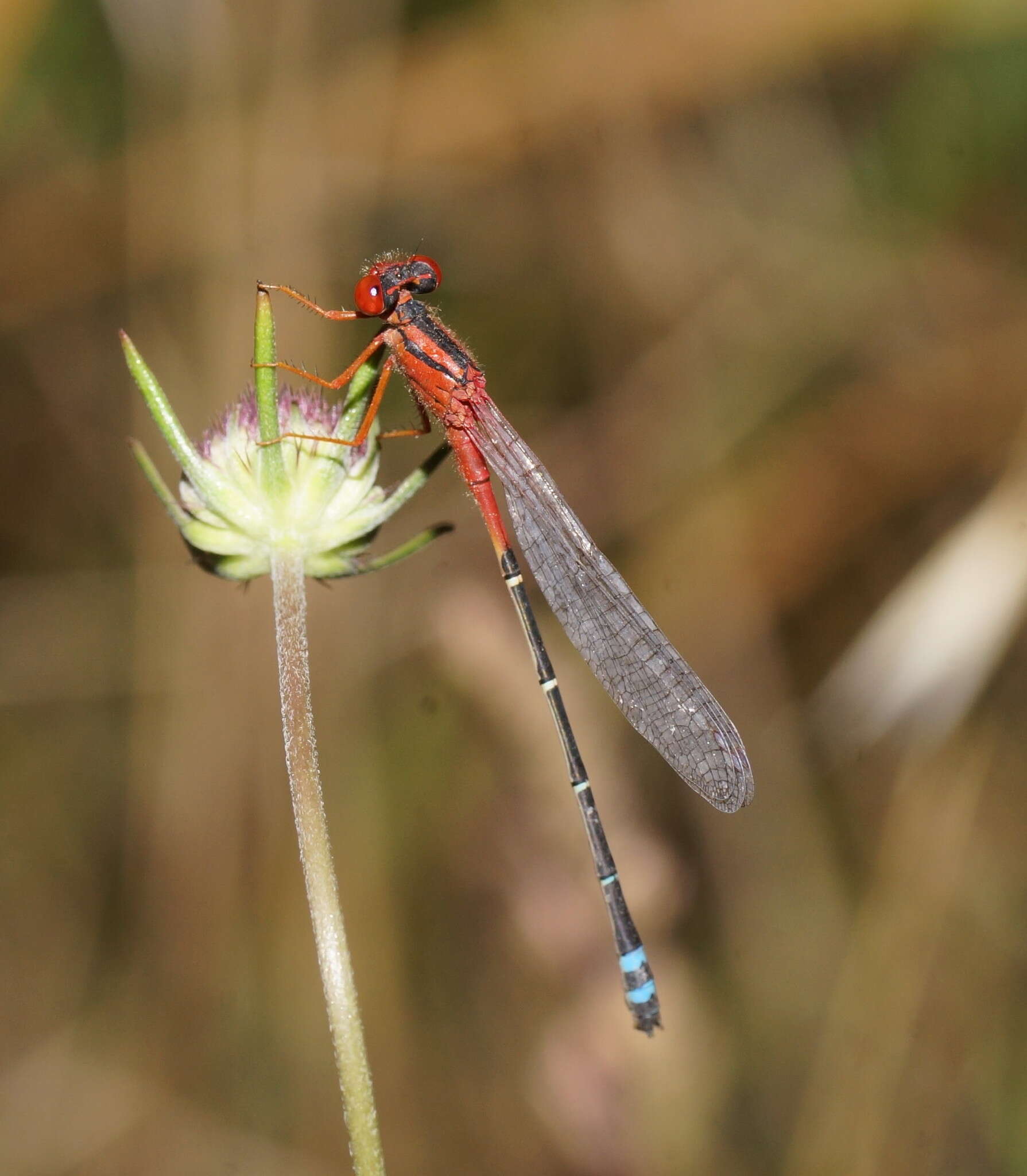 Image of Xanthagrion Selys 1876