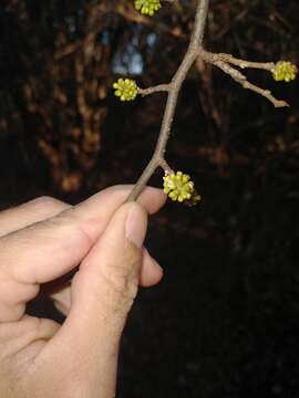 Coccoloba argentinensis Speg. resmi