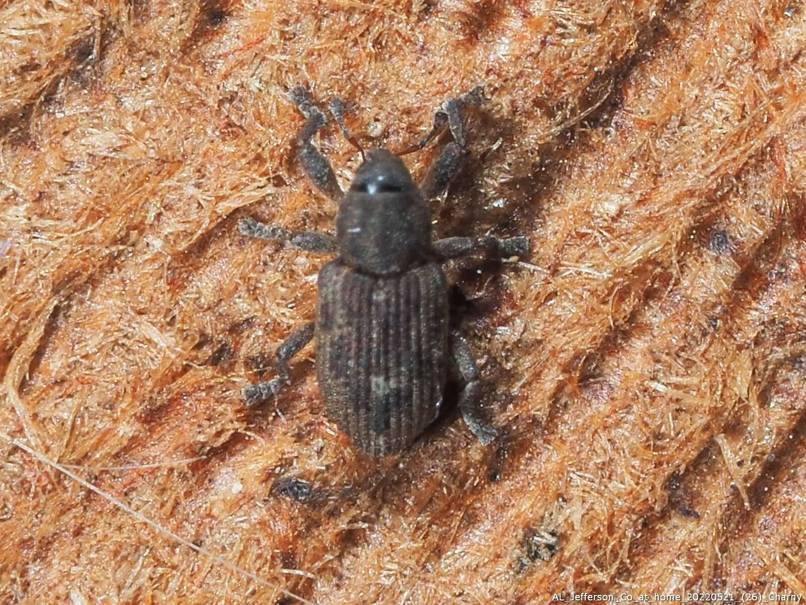 Image of Notiodes aeratus