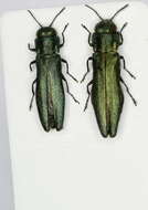 Image of European Oak Borer