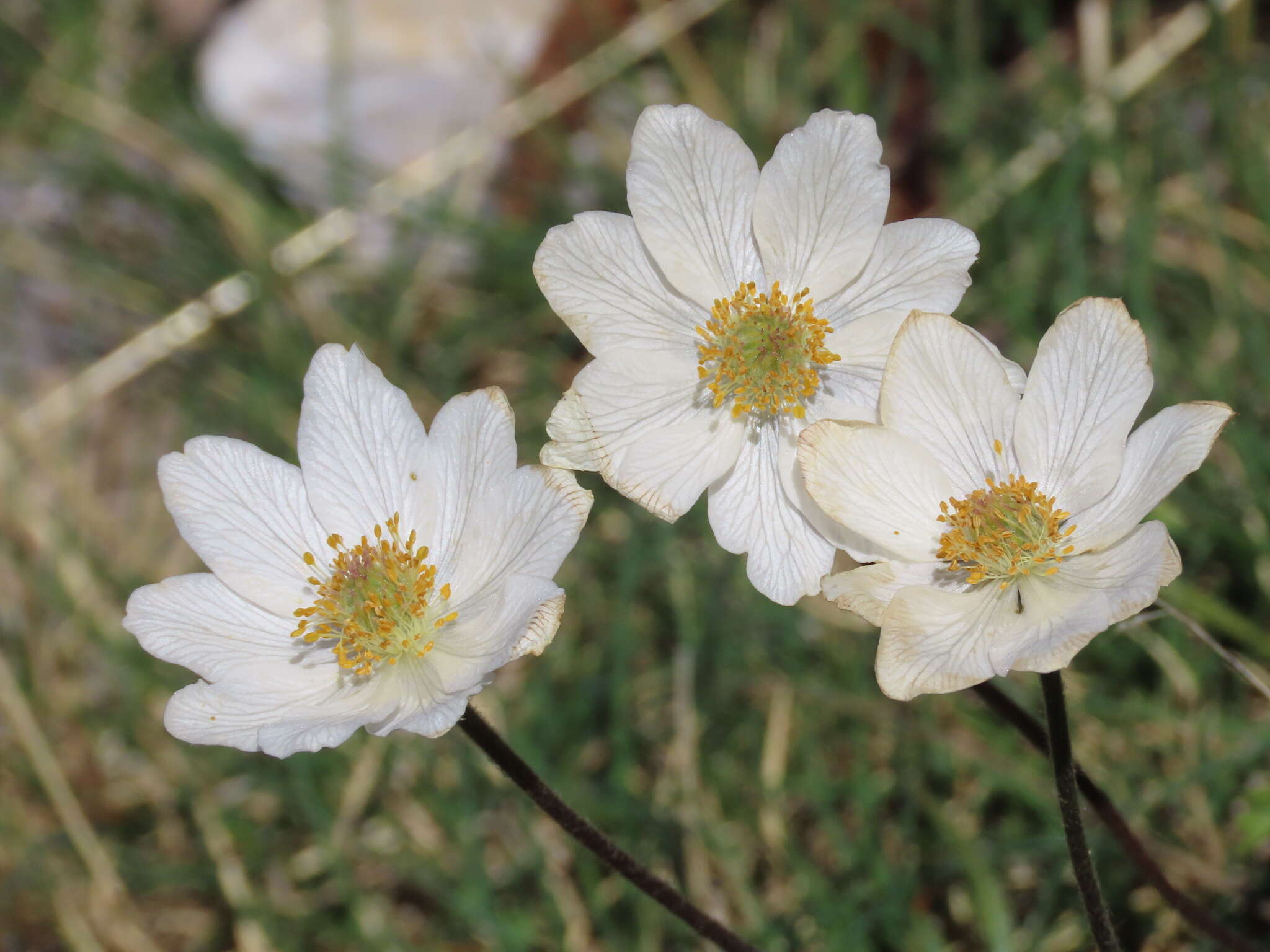 Image of Anemone baldensis subsp. pavoniana (Boiss.) Lainz