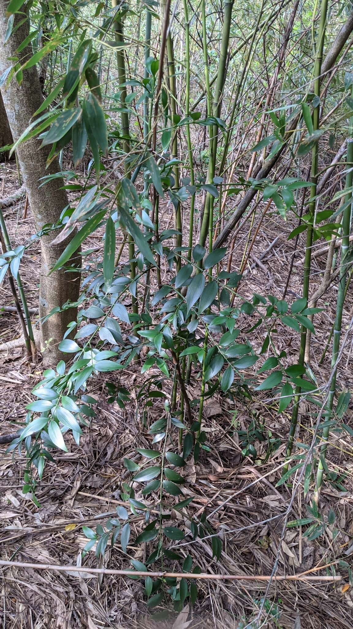 Image of Asian bayberry