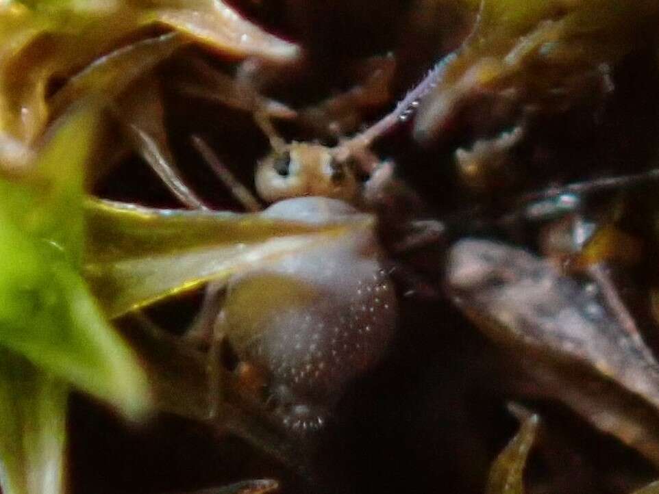 Image of Garden Springtail