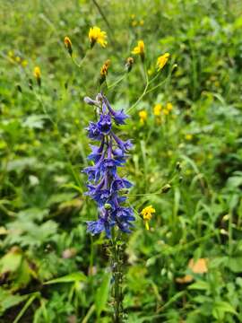 Delphinium schmalhausenii Albov.的圖片