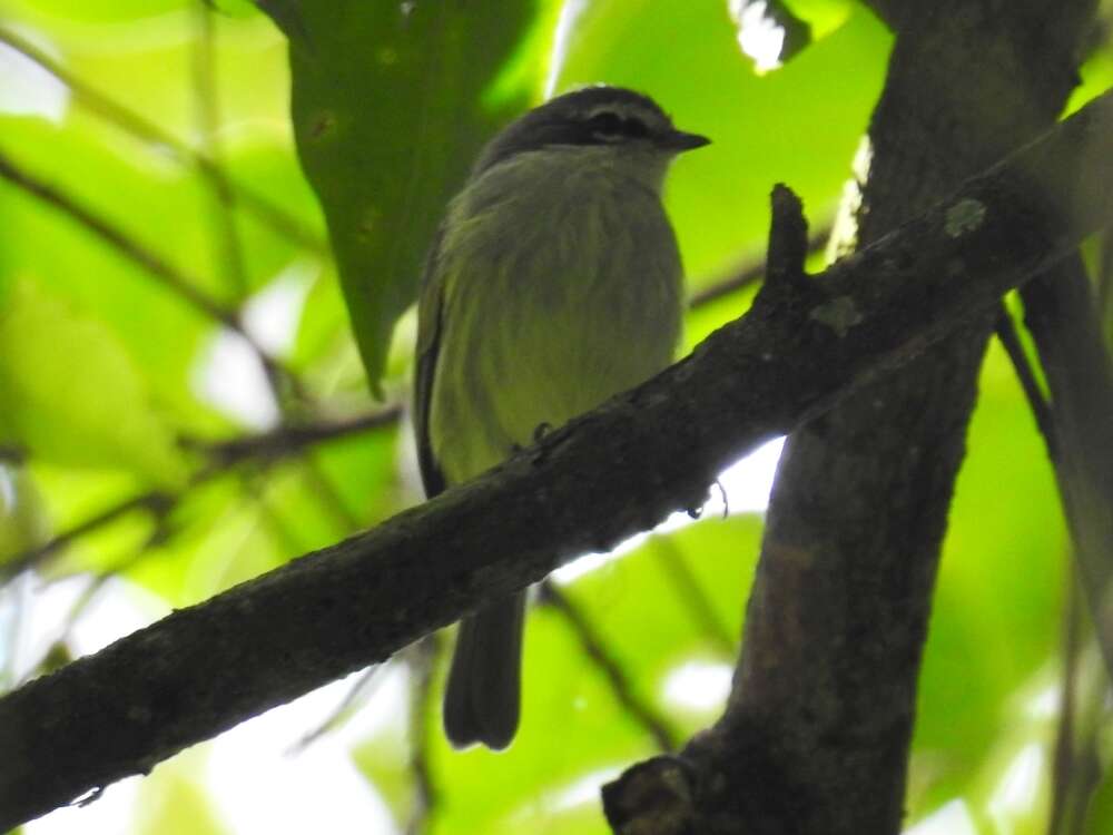 Image of Venezuelan Tyrannulet