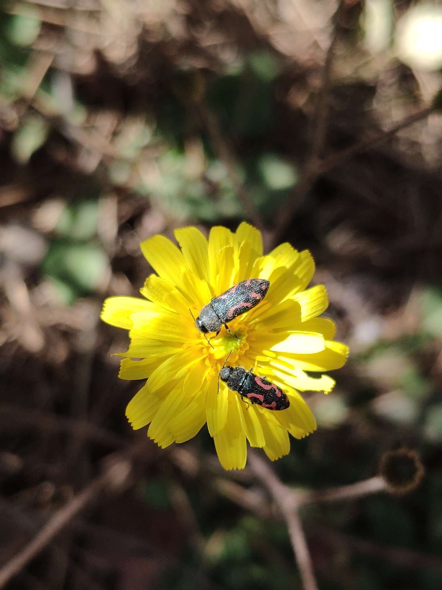 Слика од Acmaeodera ottomana (Frivaldszky 1837)