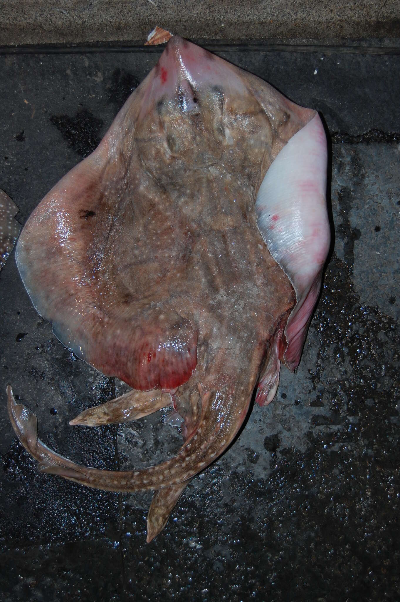 Image of Painted ray or Undulate ray