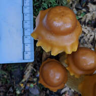 Pholiota malicola (Kauffman) A. H. Sm. 1934 resmi