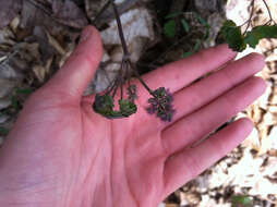 Image of early meadow-rue