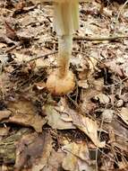 Plancia ëd Amanita daucipes (Sacc.) Lloyd 1898