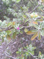 Imagem de Leucophyllum frutescens (Berl.) I. M. Johnston