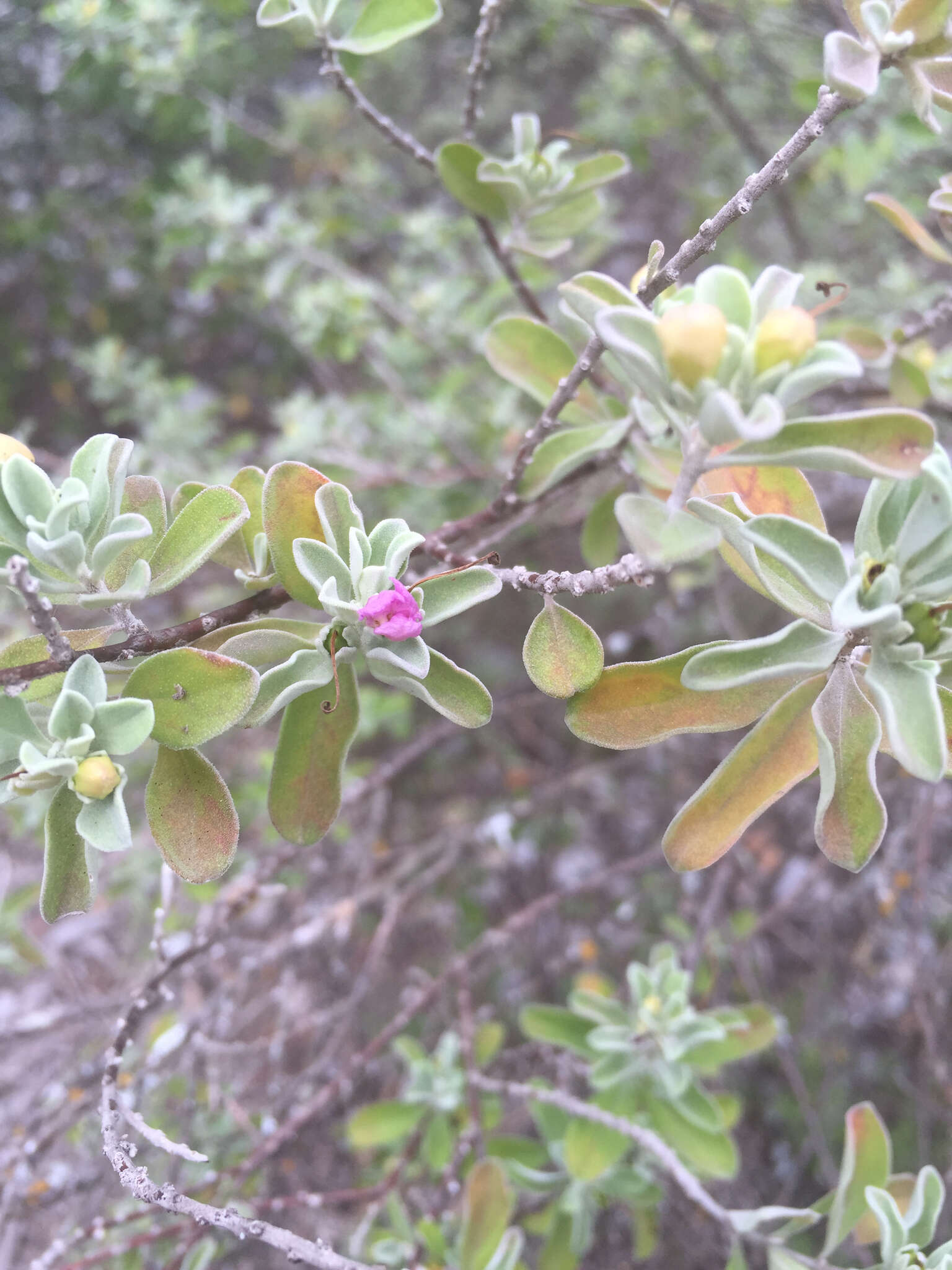 Image de Leucophyllum frutescens (Berl.) I. M. Johnston