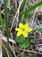 Image of Yellow Thimbleweed