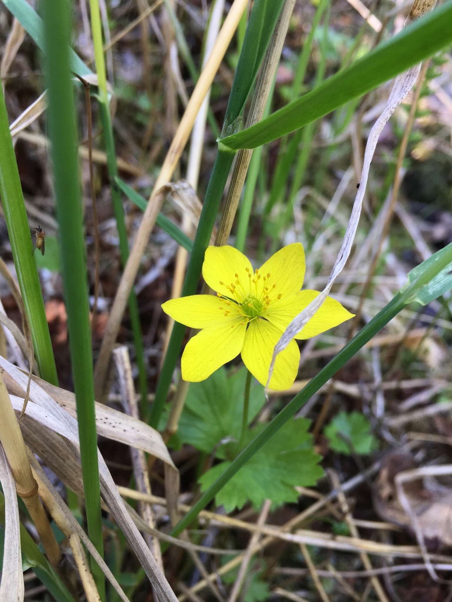 Image of Yellow Thimbleweed