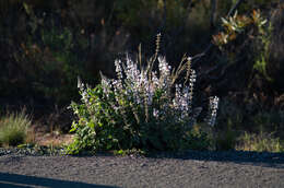 Image of Large blue sage