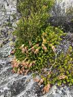 Image of Erica banksia subsp. banksia