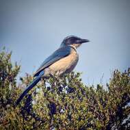 Image of Island Scrub Jay