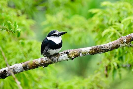 Image of White-necked Puffbird