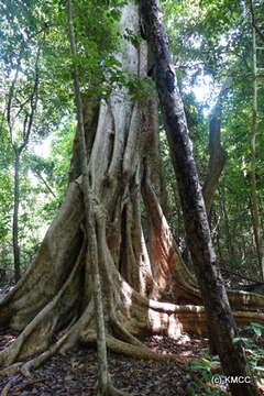 Ficus polita Vahl的圖片